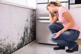 Professional Mold Removal Services in Clearview, WA